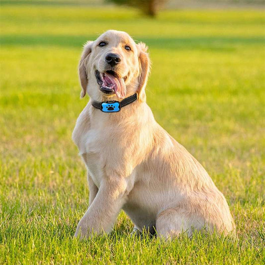 Training Dog Anti-Bark Collar