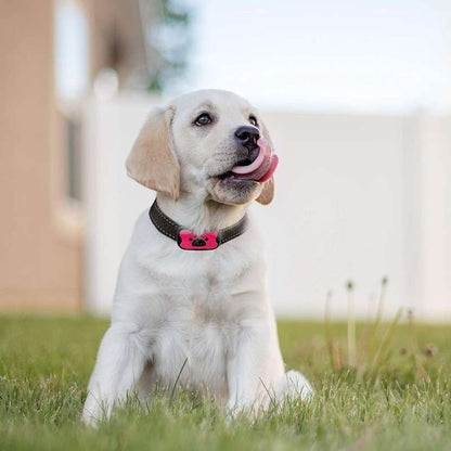 Training Dog Anti-Bark Collar